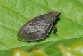 Mycterodus sp.